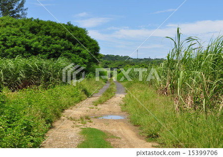 Pictures of Yoron Island's Road, Sky and Sugar Cane Field Pictures of Yoron Island's Road, Sky and Sugar Cane Field 15399706