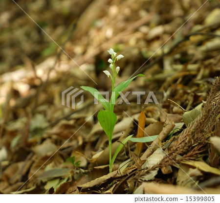Endangered species of ginran 15399805