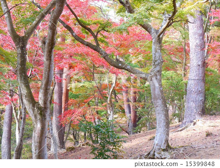 Fall of Shuzenji, Izu Peninsula, Shizuoka prefecture, when the autumn leaves came. 15399848