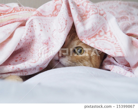 hide-and-seek hide-and-seek 15399867