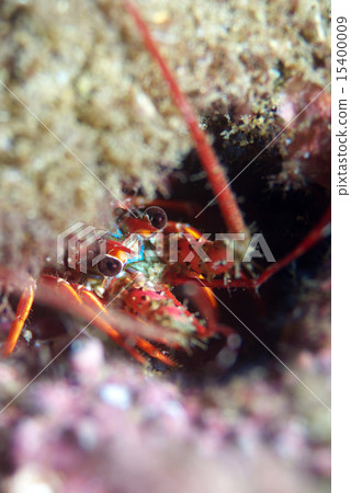 Goblins eagle fellow youth 15400009