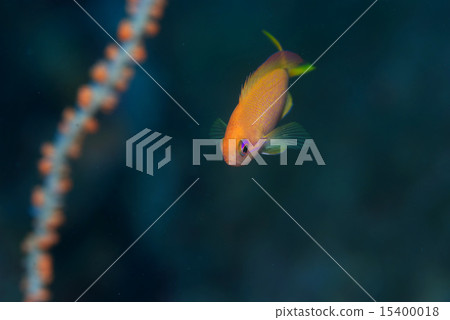 Swimming fish goldfish 15400018