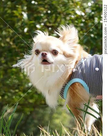 奇瓦瓦 奇瓦瓦 15400122