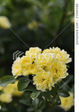 Mokkobara Mokkobara 15400386