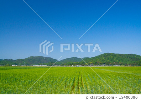 麥田和藍天 15400396