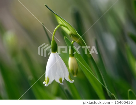 Suzuran suisen雪花一輪 Suzuran suisen雪花一輪 15400430