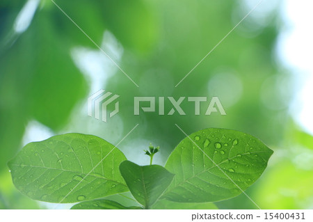 Fresh green 15400431