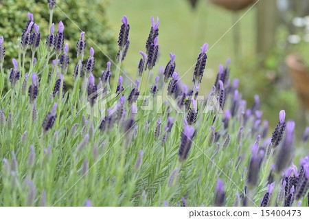 French Lavender French Lavender 15400473
