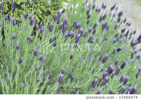 French Lavender French Lavender 15400474