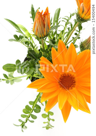 勳章菊屬 15400494