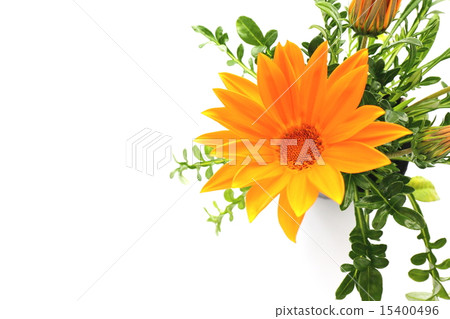 Gazania 15400496