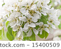 Flowers blossomed 15400509