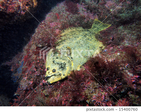 Gold flounder 15400760