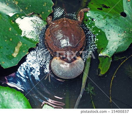 bullfrog bullfrog 15400837