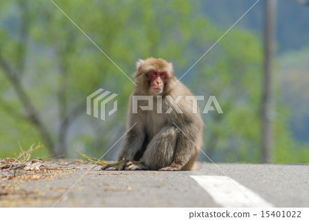 Wild Japanese macaques 15401022