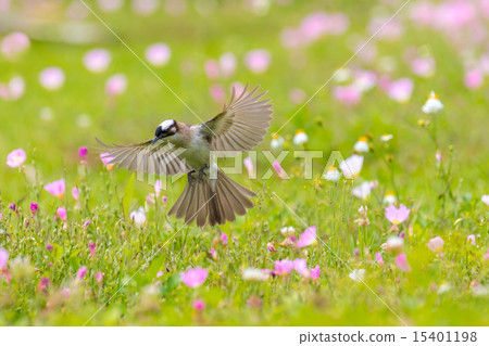 Evening primrose and flapping birds 15401198