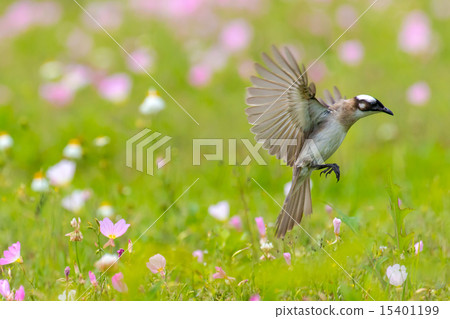 Evening primrose and flapping birds 15401199