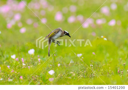 月見草和拍打鳥 月見草和拍打鳥 15401200