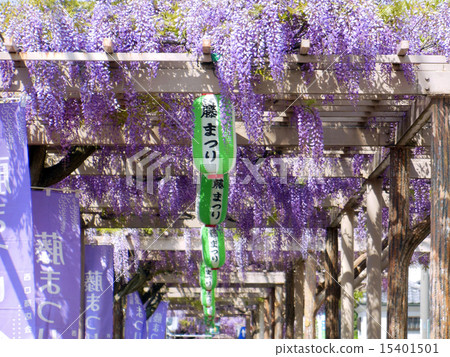 Wisteria festival Wisteria festival 15401501