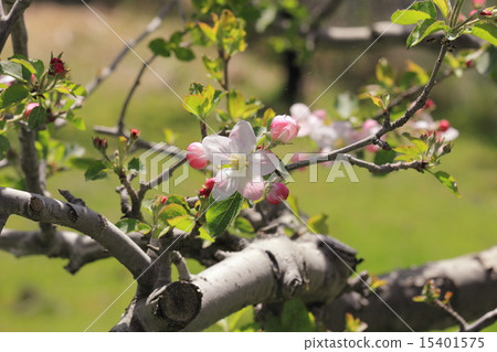 Apple flowers Apple flowers 15401575
