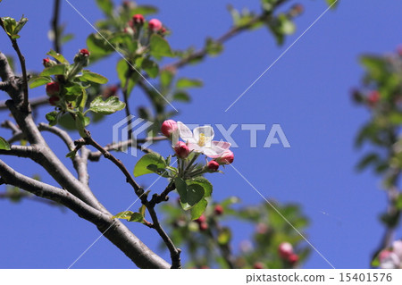 Apple flowers 15401576