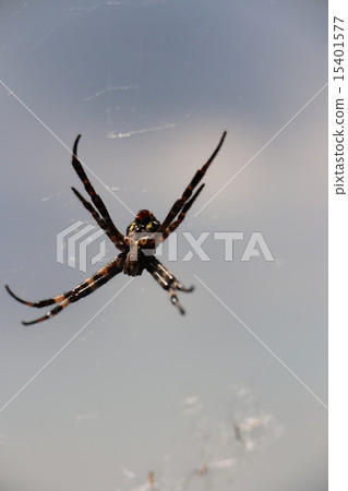 Nephila spider Nephila spider 15401577