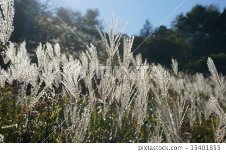 芒草 芒草 15401855