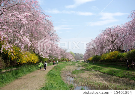 Cherry Tree Light Up in Koganei City, Tokyo (Koganei Shinbashi-Nakamaebashi) 15401894
