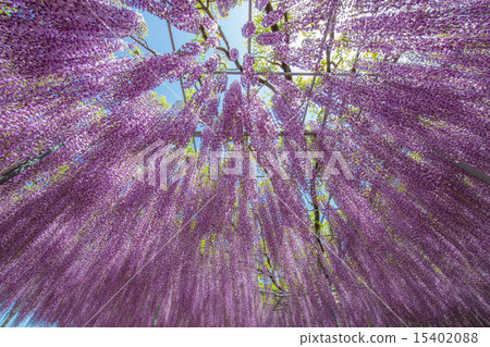 足利花卉公園 15402088