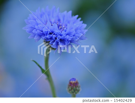 blue flower	 15402429