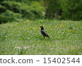 Park bird 15402544
