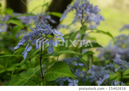 Hydrangea Tosa Cool breeze Hydrangea Tosa Cool breeze 15402616
