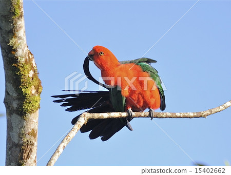 Tropical birds Tropical birds 15402662