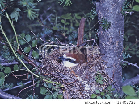 Akamots holding eggs 15402723