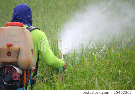 farmer spraying pesticide in the rice field farmer spraying pesticide in the rice field 15402862