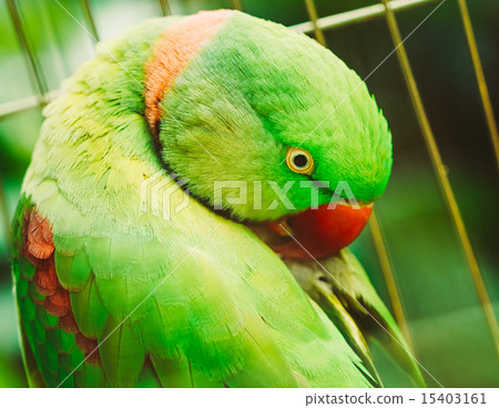 Alexandrine Parakeet Psittacula Eupatria. Parrot 15403161