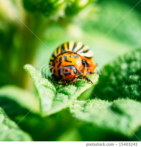 Macro Shoot Of Potato Bug On Leaf Macro Shoot Of Potato Bug On Leaf 15403245