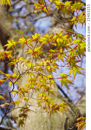春楓葉 15403253