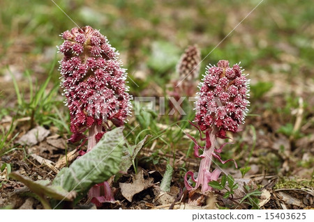 Petasites hybridus  15403625