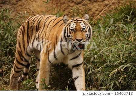 阿穆爾托拉 15403718