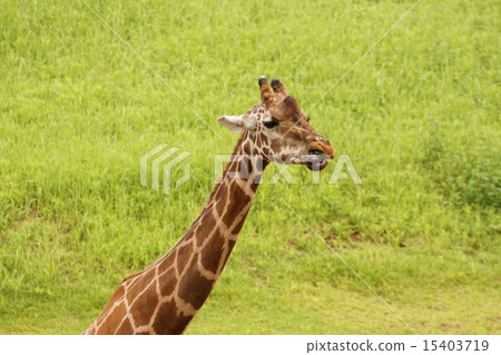 Reticulated giraffe 15403719