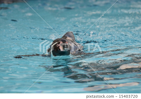 Humboldt penguin 75 Humboldt penguin 75 15403720