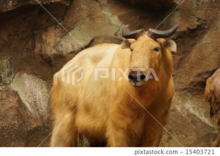 Golden Takin 15403721