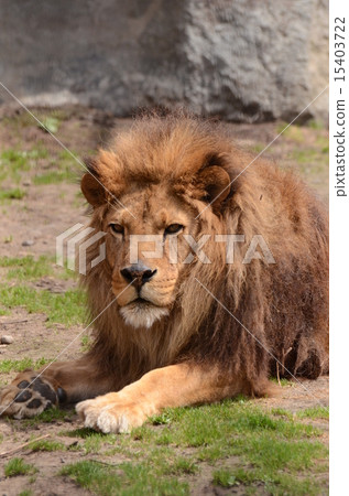 Male lion 15403722