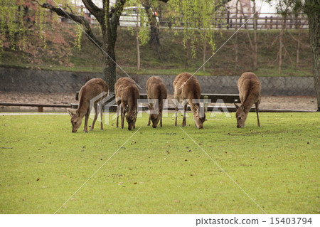 Five deer Five deer 15403794
