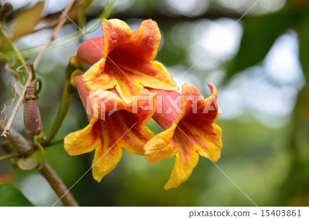 Bigunonia 15403861