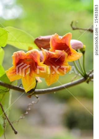 Bigunonia 15403863