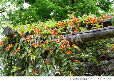 Bigunonia 15403867