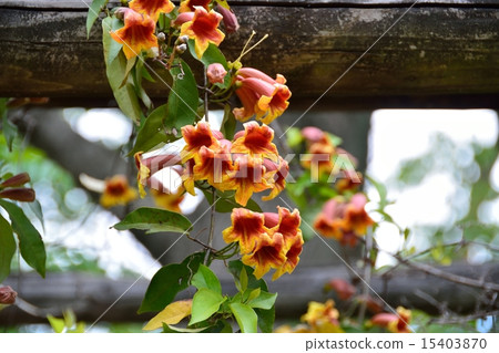 Bignonia 15403870