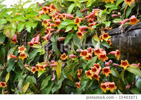 Bignonia 15403871